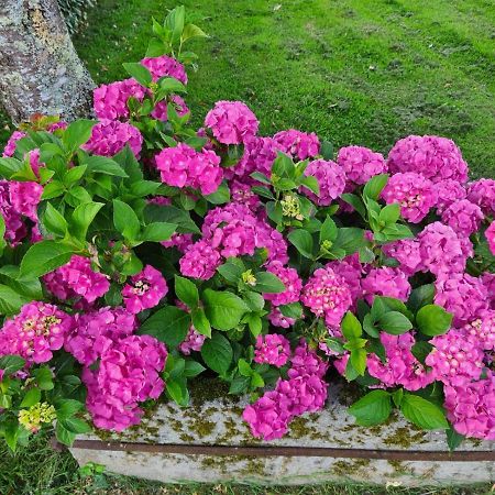 La Fraise Bed & Breakfast Chaumont-sur-Tharonne Bagian luar foto